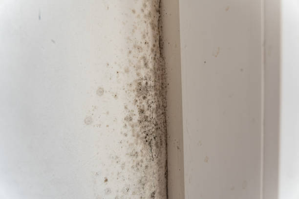 Best Airborne Mold Testing  in Houserville, PA